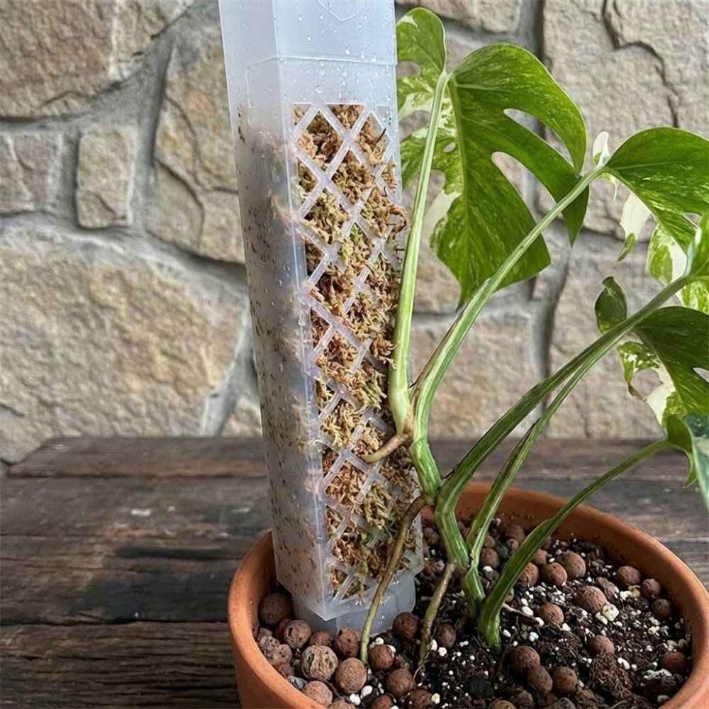 Soporte de Plástico en Forma d - Sphagnum Moss Dry reseña y precio
