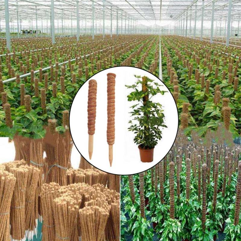 30/40/50cm planta trepadora as - Sphagnum Moss Dry reseña y precio