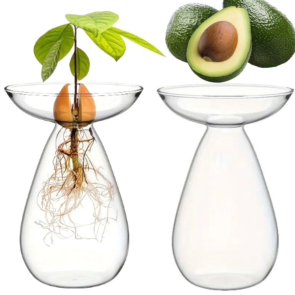 Florero de inicio de semillas  - Propagation Station Vase reseña y precio